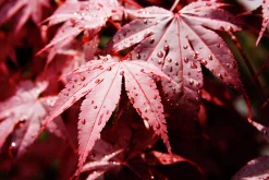 Japansk Lönn 'Bloodgood' Krukodlad