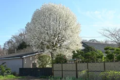 Japansk Magnolia Goliath Högstam Barrotad