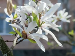 Japansk Magnolia Goliath Högstam Barrotad