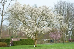 Japansk Magnolia Goliath Högstam Barrotad