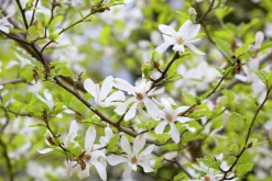 Japansk Magnolia Goliath Högstam Barrotad