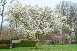 Japansk Magnolia Goliath Högstam Barrotad