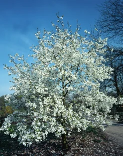 Japansk Magnolia Krukodlad
