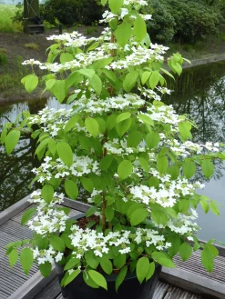Japansk Olvon 'Kilimandjaro'