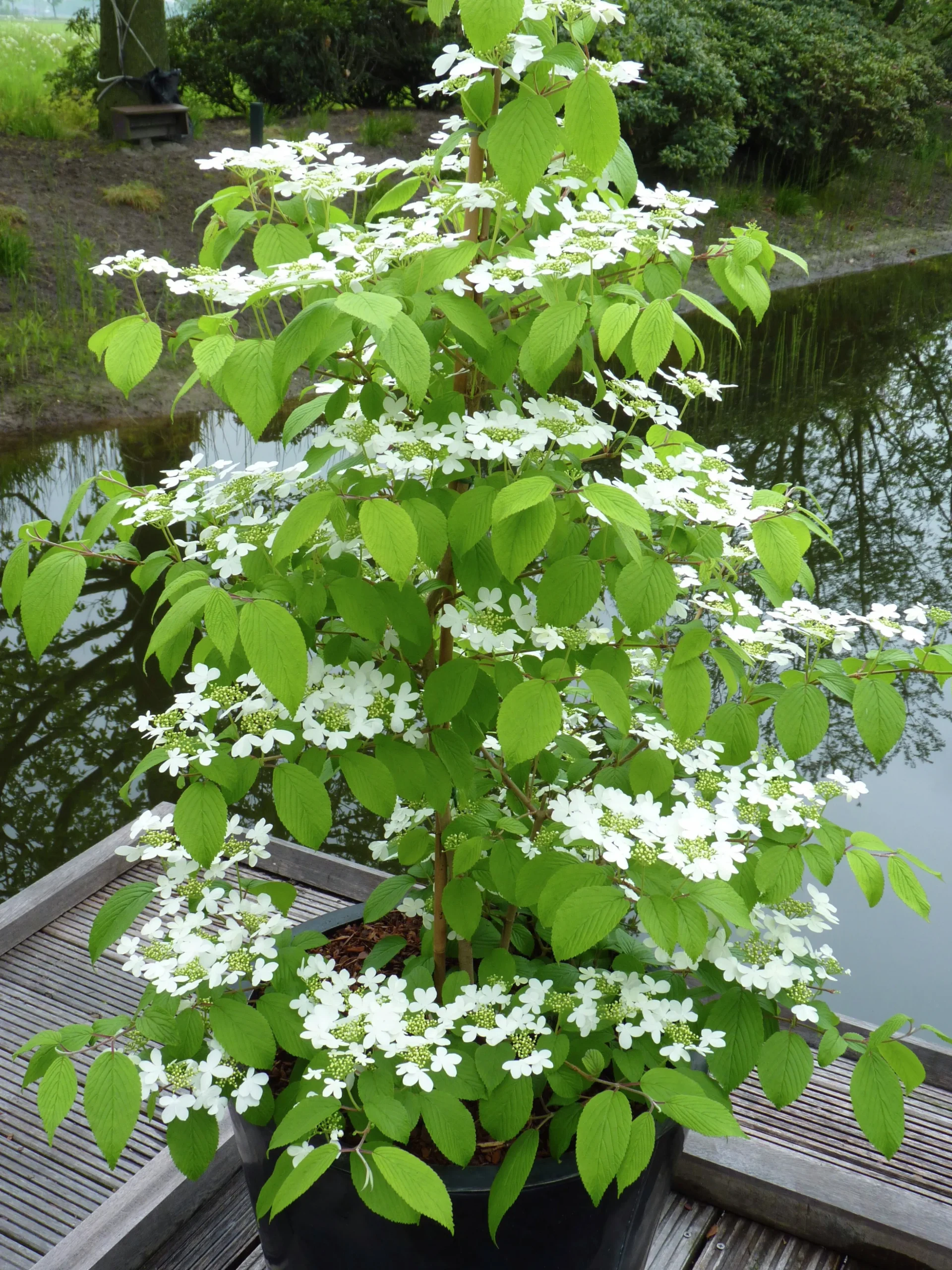 Japansk Olvon 'Kilimandjaro'