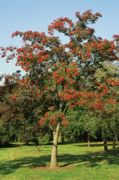 Japansk rönn