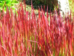 Japanskt blodgräs 'Red Baron' 2L