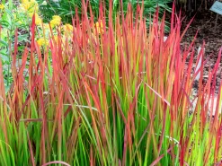 Japanskt blodgräs 'Red Baron' 2L