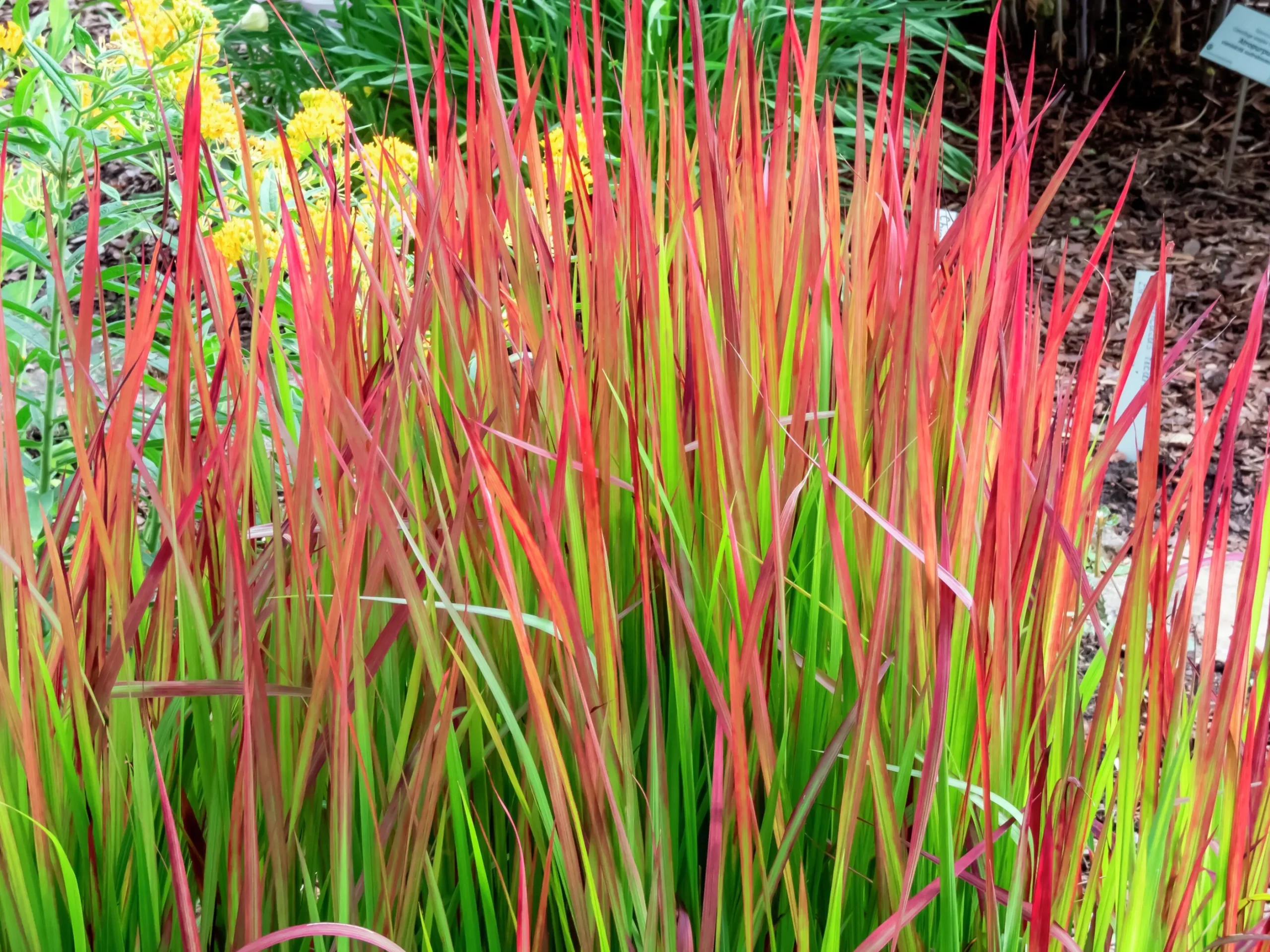 Japanskt blodgräs 'Red Baron' 2L