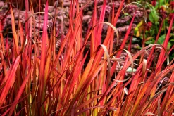 Japanskt blodgräs 'Red Baron' 2L
