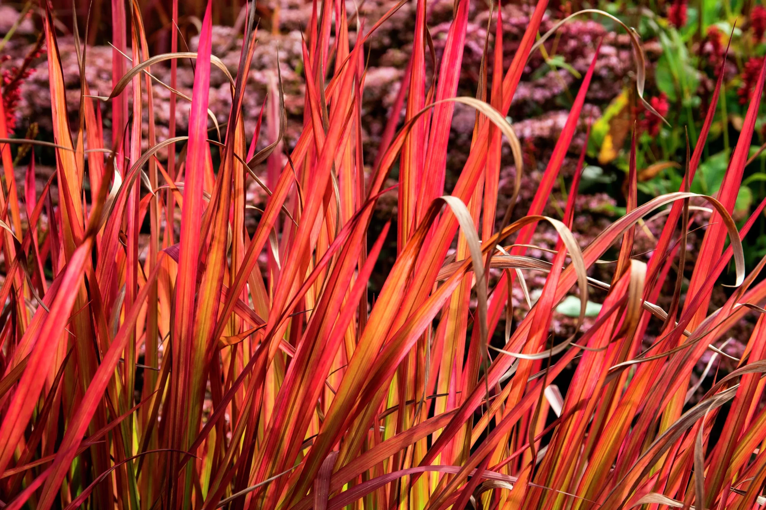 Japanskt blodgräs 'Red Baron' 2L