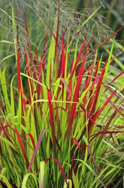 Japanskt blodgräs 'Red Baron' 2L