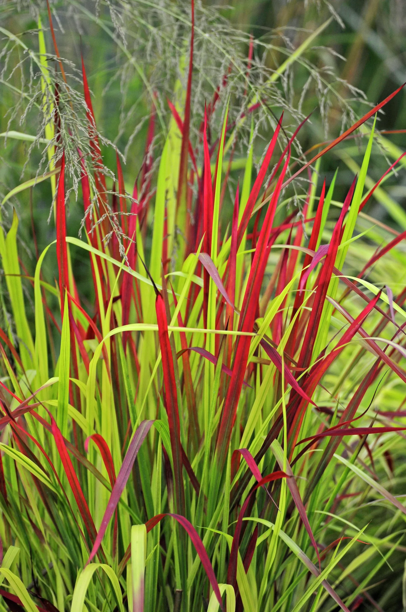 Japanskt blodgräs 'Red Baron' 2L