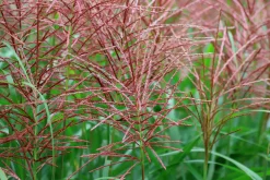 Japanskt gräs Glansmikantus 'Flamingo' 2L