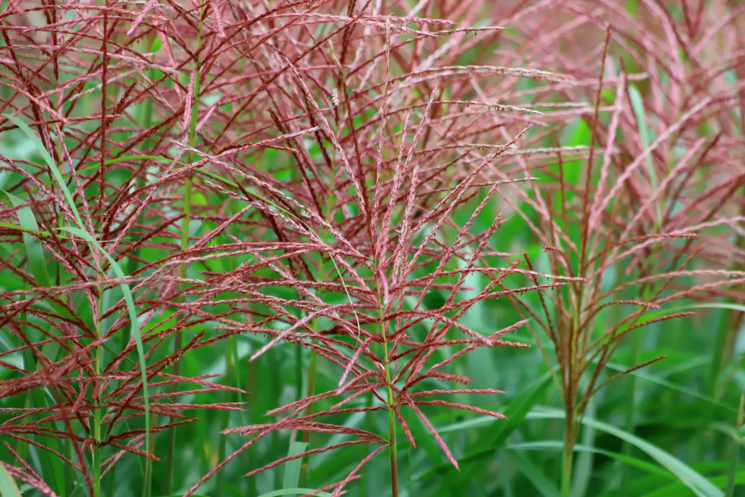 Japanskt gräs Glansmikantus 'Flamingo' 2L