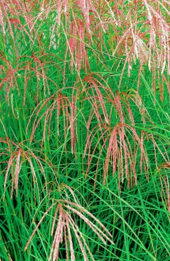 Japanskt gräs Glansmikantus 'Flamingo' 2L