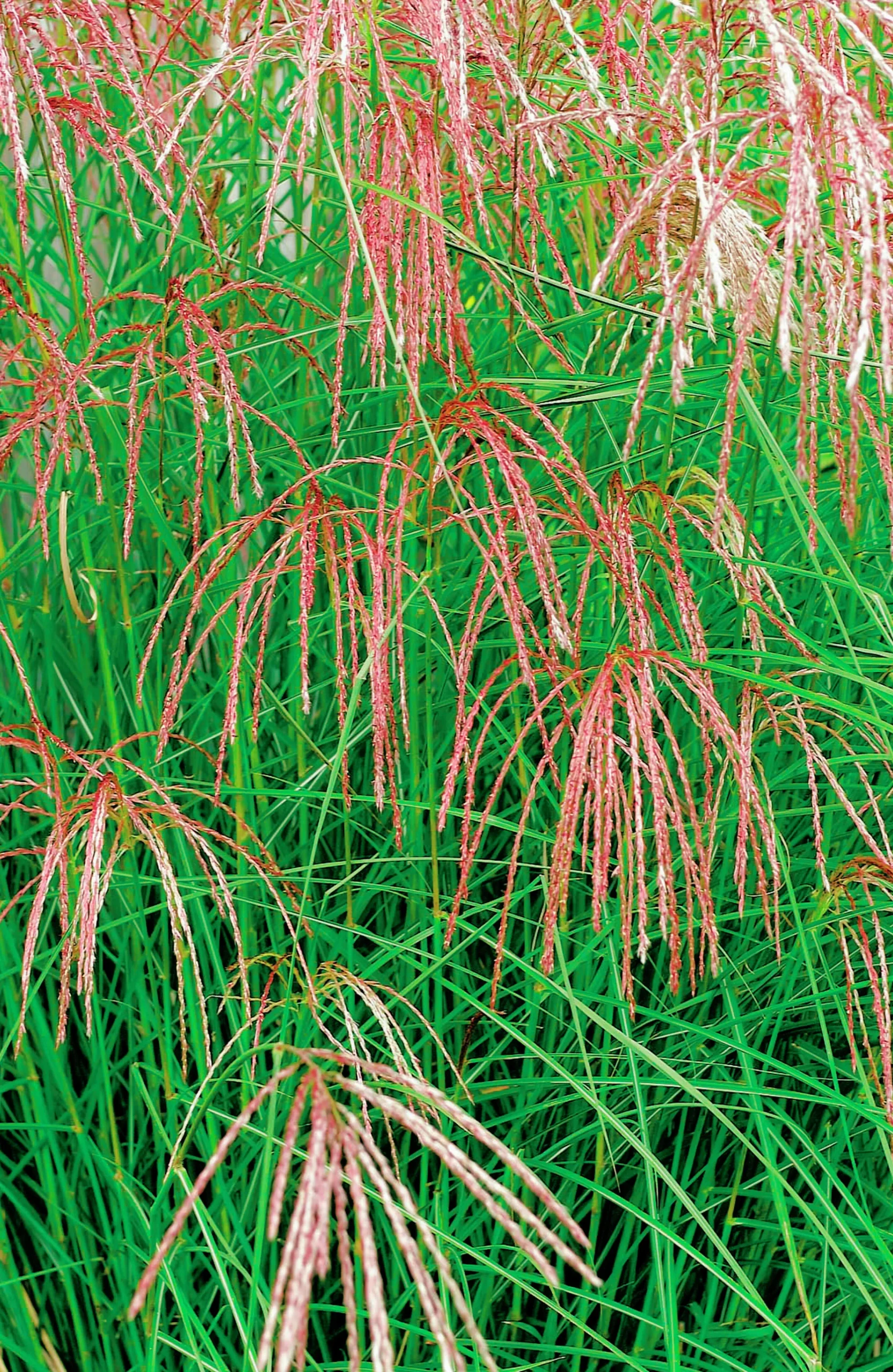 Japanskt gräs Glansmikantus 'Flamingo' 2L