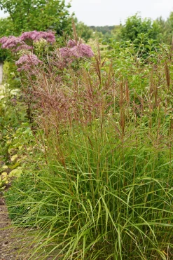 Japanskt gräs Glansmikantus 'Flamingo' 2L