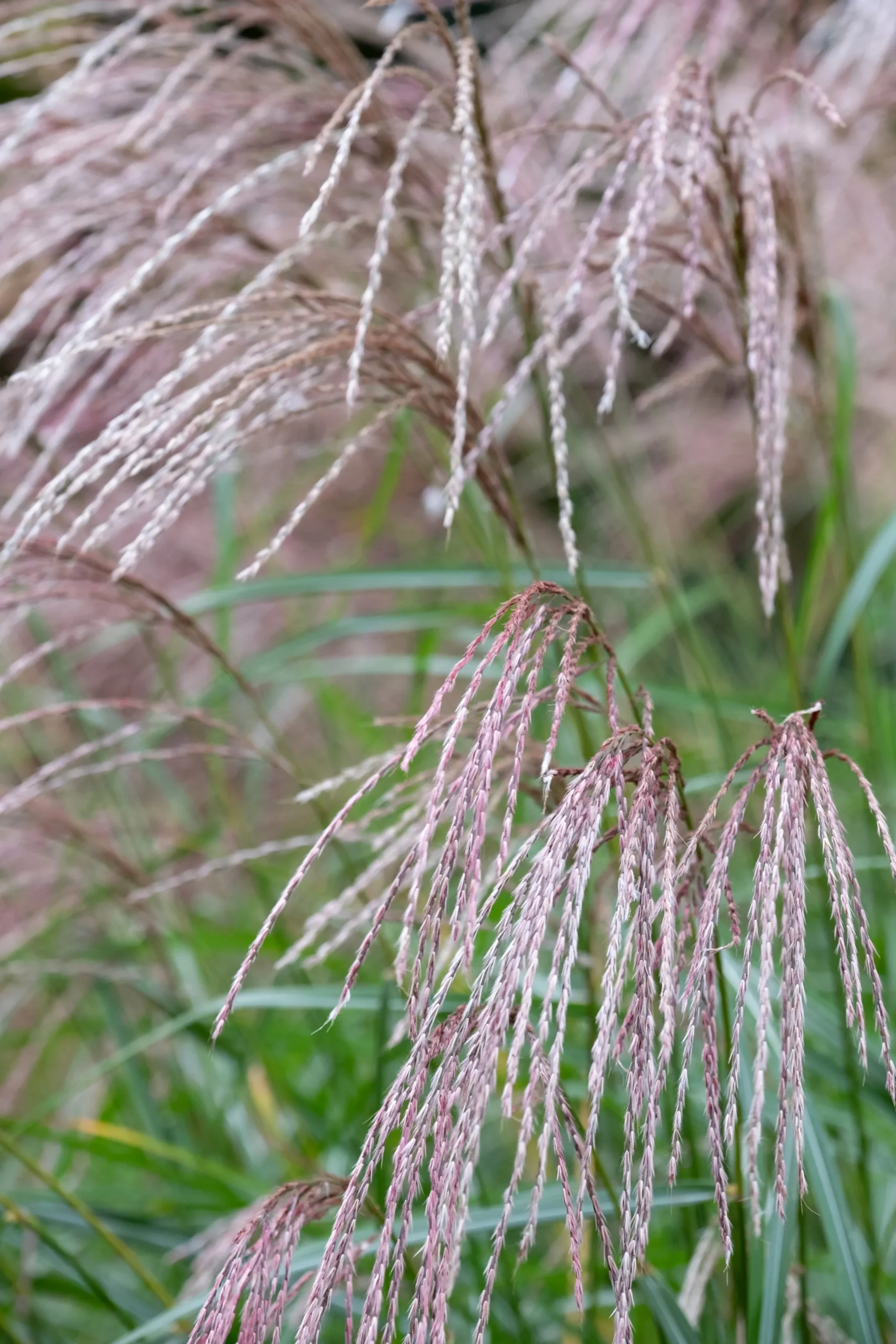 Japanskt gräs Glansmikantus 'Flamingo' 2L