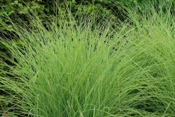 Japanskt gräs Glansmiskantus 'Morning Light' 2L