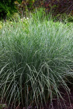 Japanskt gräs Glansmiskantus 'Morning Light' 2L