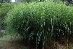 Japanskt gräs Glansmiskantus 'Little Zebra' 2L