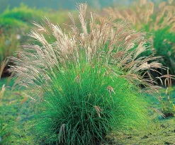 Japanskt gräs Glansmiskantus 'Adagio' 2L