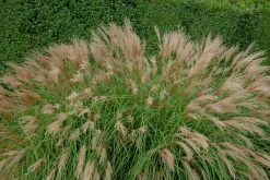 Japanskt gräs Glansmiskantus 'Adagio' 2L