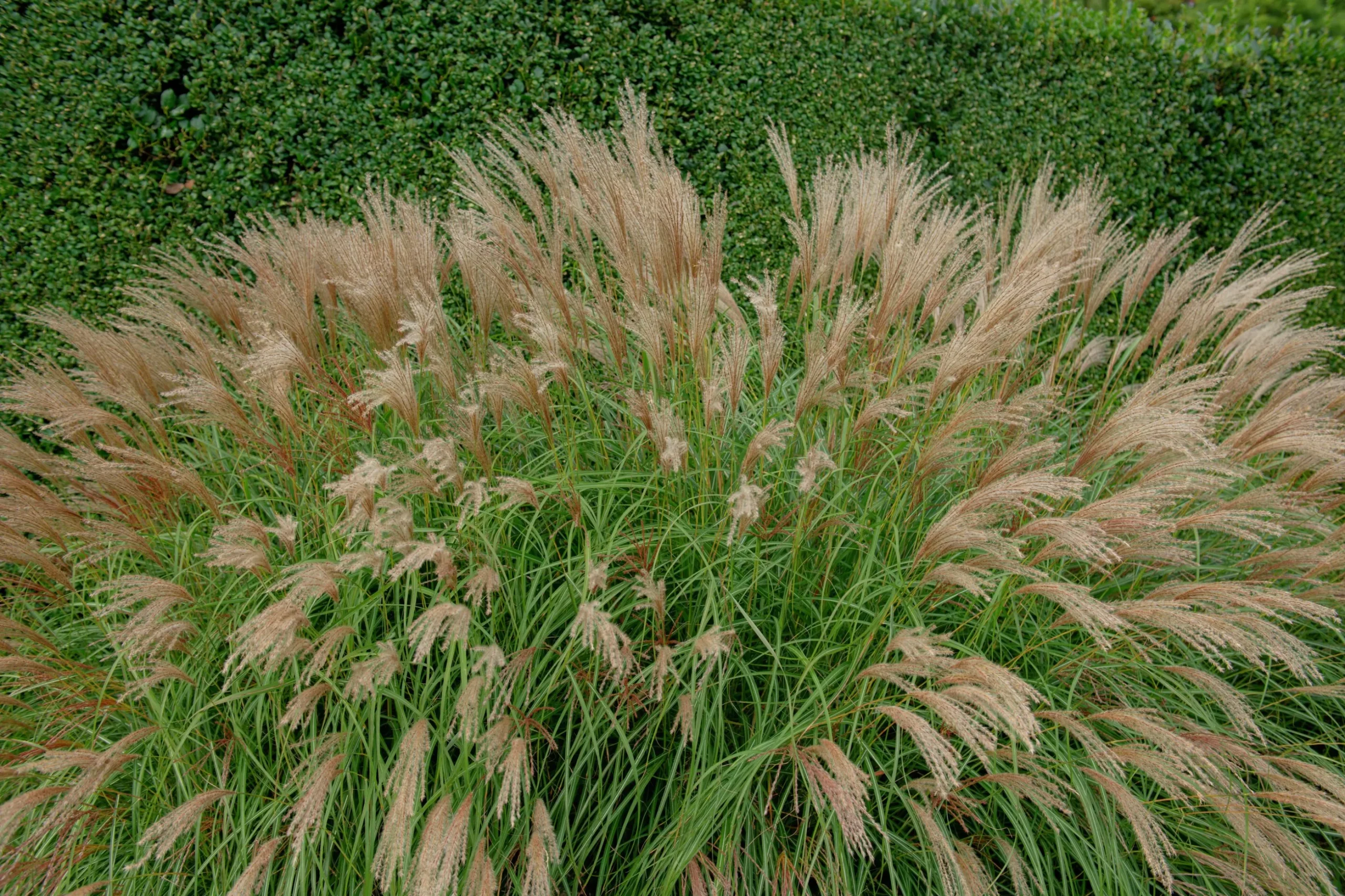 Japanskt gräs Glansmiskantus 'Adagio' 2L