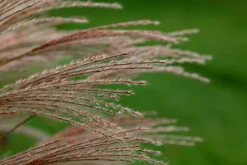 Japanskt gräs Glansmiskantus 'Adagio' 2L