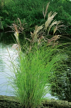 Japanskt gräs Glansmiskantus 'Kleine Silberspinne' 2L