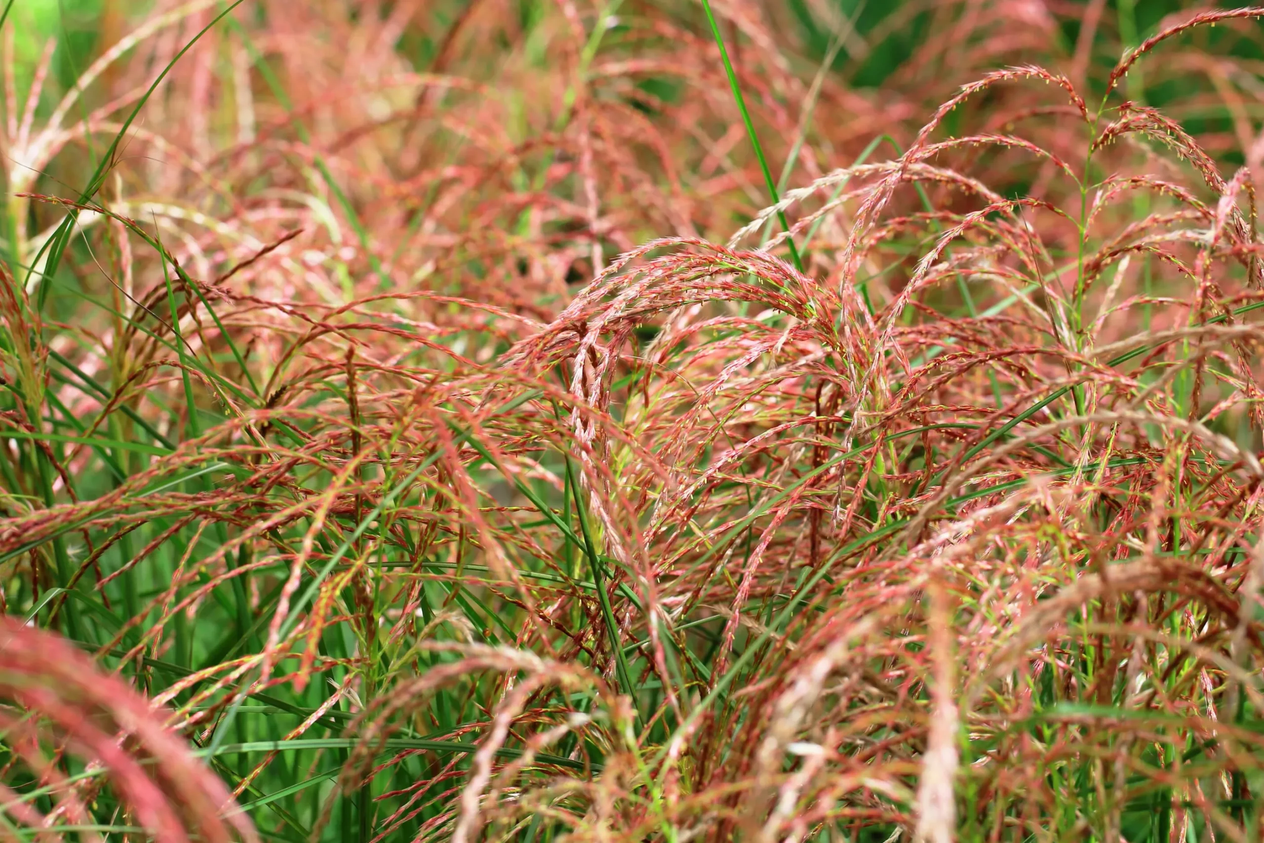 Japanskt gräs Glansmiskantus 'Red Chief' 2L