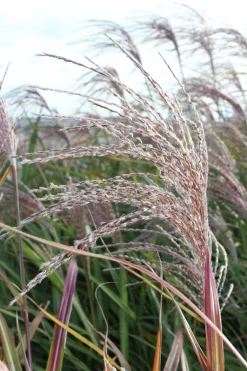 Japanskt gräs Glansmiskantus 'Silberfeder' 2L