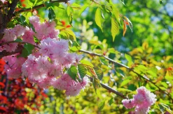 Japanskt prydnadskörsbär 'Kiku-Shidare-Zakura'