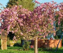 Japanskt prydnadskörsbär 'Kiku-Shidare-Zakura'