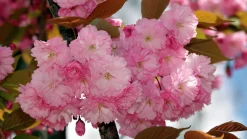 Japanskt prydnadskörsbär 'Kiku-Shidare-Zakura'