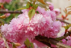 Japanskt prydnadskörsbär 'Kiku-Shidare-Zakura'