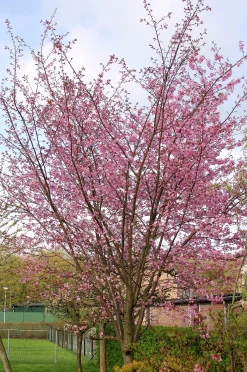 Japanskt prydnadsträd Bergkörsbär