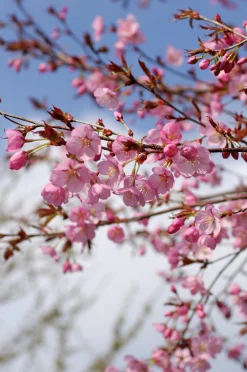 Japanskt prydnadsträd Bergkörsbär