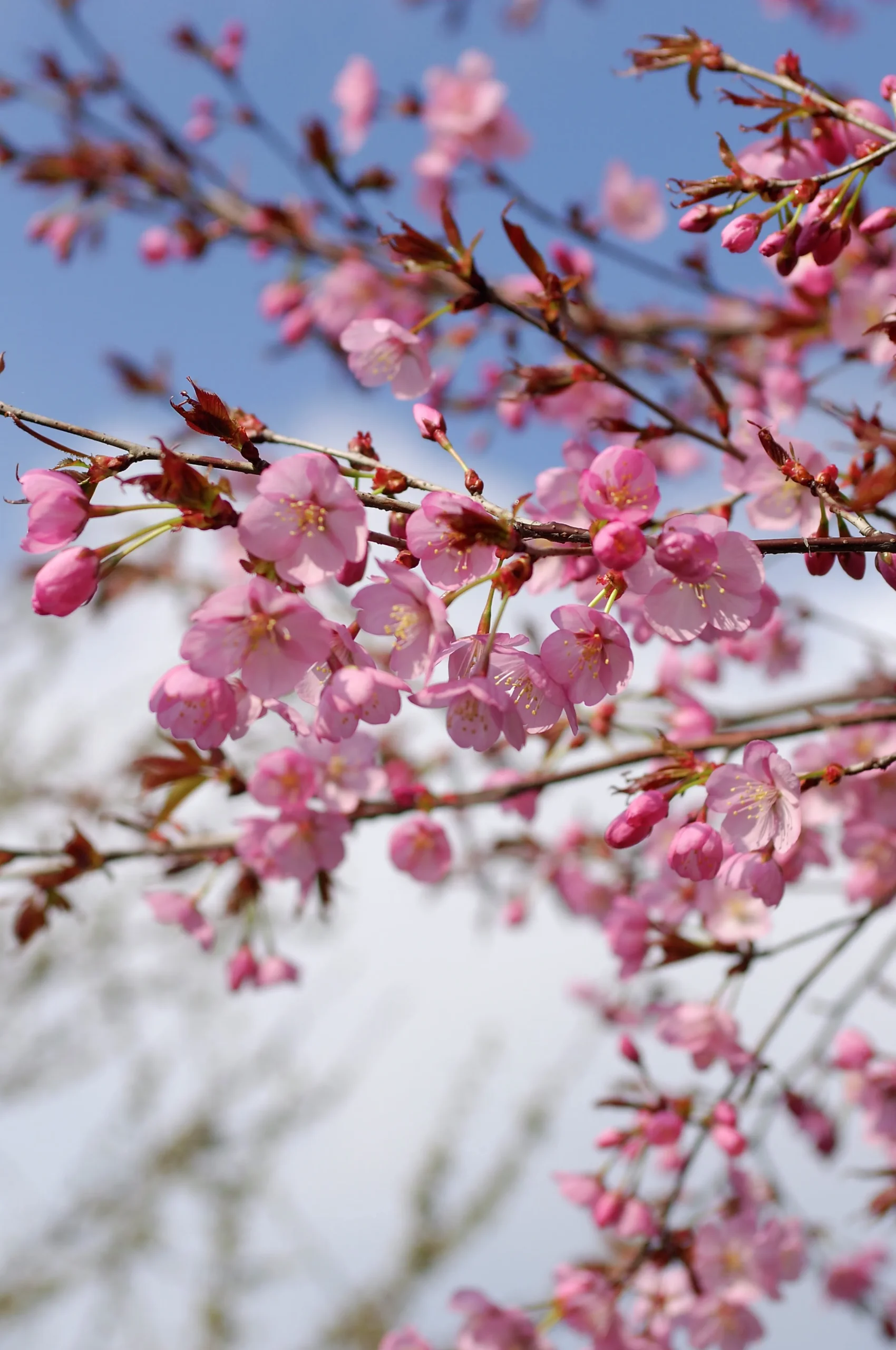 Japanskt prydnadsträd Bergkörsbär