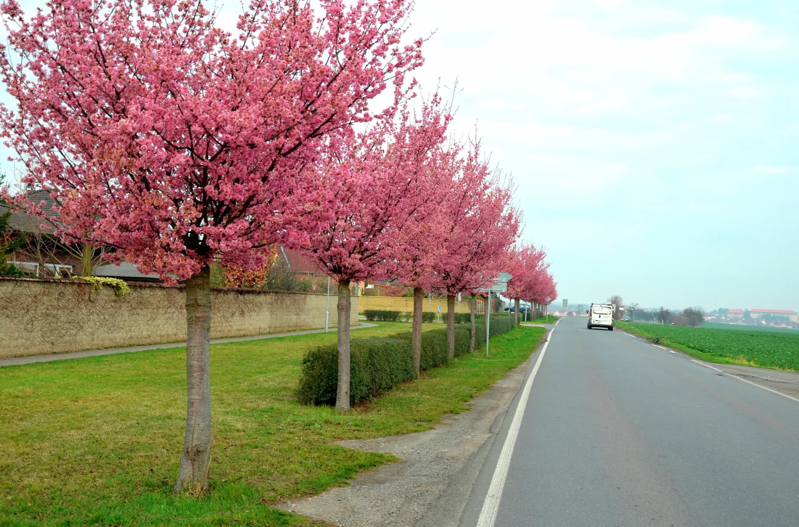 Japanskt prydnadsträd Bergkörsbär