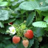 Jordgubbar lat. Fragaria x ananassa 6-p