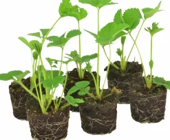 Jordgubbar lat. Fragaria x ananassa 6-p
