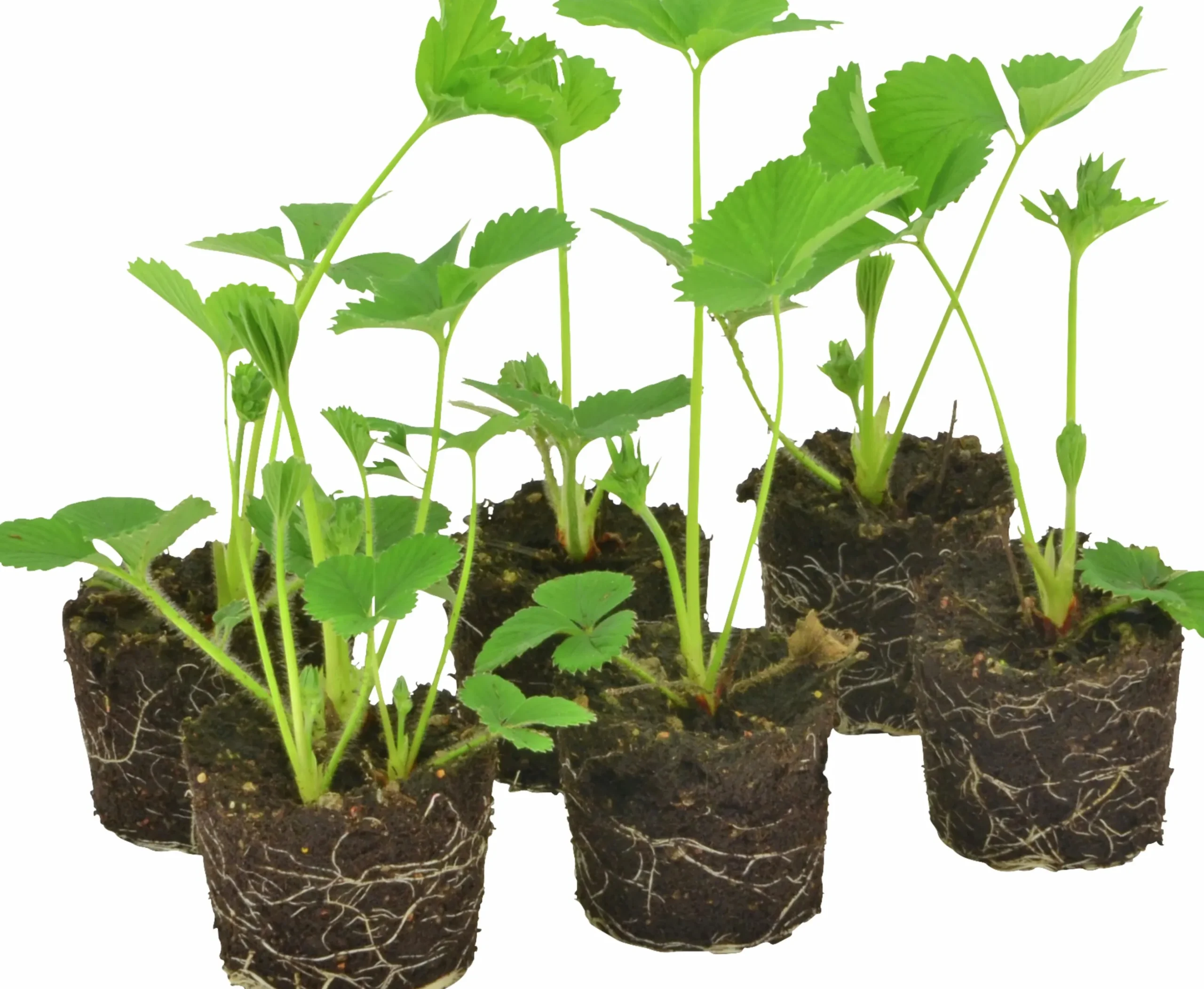 Jordgubbar lat. Fragaria x ananassa 6-p