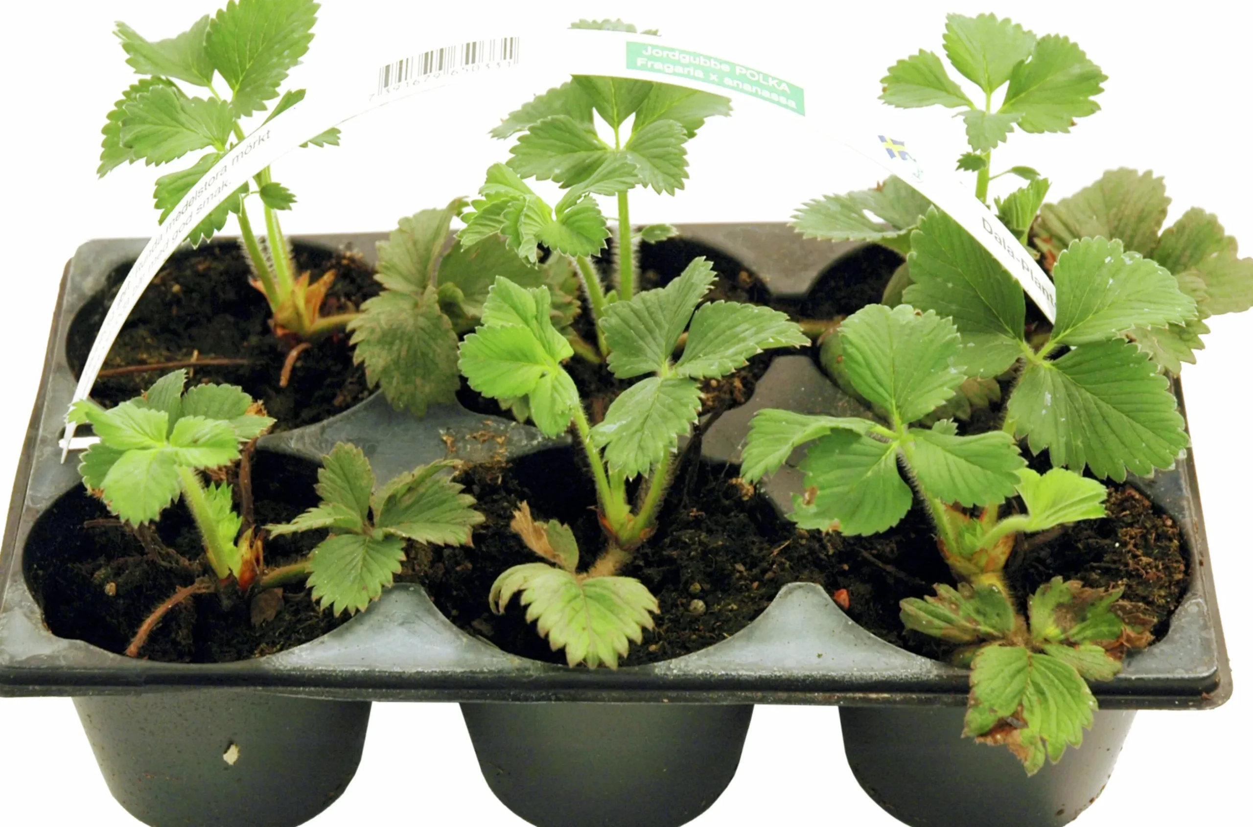 Jordgubbar lat. Fragaria x ananassa 6-p