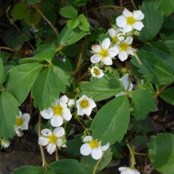 Jordgubbe 'Honeoye'
