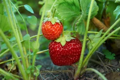 Jordgubbe 'Malwina'