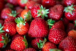 Jordgubbe 'Polka'