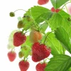 Jordgubb lat. Fragaria x ananassa Ampel
