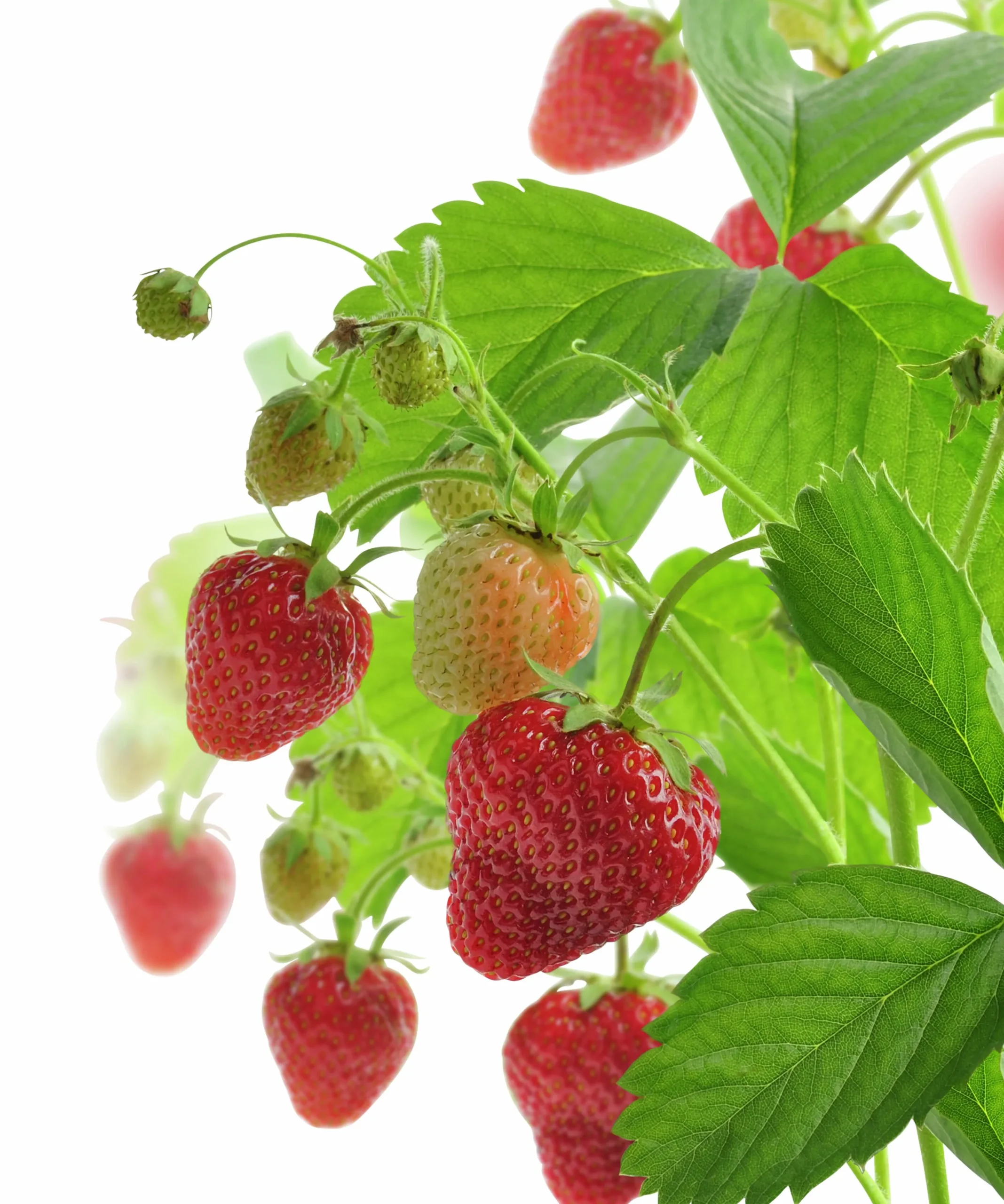 Jordgubb lat. Fragaria x ananassa Ampel